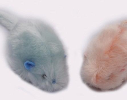 The Mouse Family